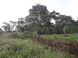 Forêt sacrée d'ALLADA (reboisement)