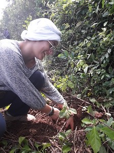 Mise en terre par Garance d' une essence de plan