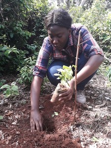 Mise en terre par Gracias d'une esssence de plant